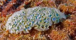 Lettuce Sea Slug shot when diving Ol Blue, Bonaire. by Jessica Vasale 